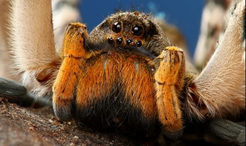 Отровата на тарантула може да помогне в борбата срещу хроничната болка - 1