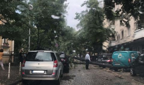 Дърво падна върху автомобил в София - 1