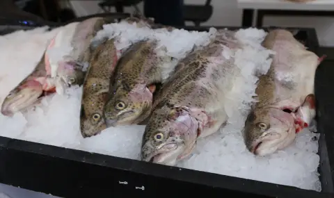 Кметовете на Царево и Приморско са срещу изграждането на ферма за пъстърва в Черно море  - 1