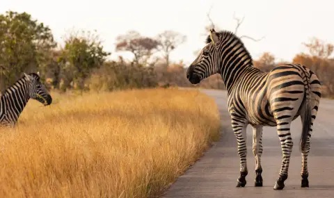 Зебра избяга от дом в САЩ, върнаха я с хеликоптер (ВИДЕО) - 1