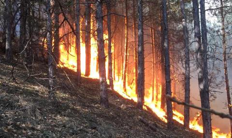 Овладяха голям пожар над Благоевград - 1