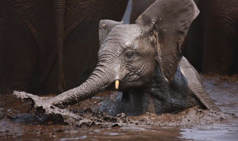 Спасиха слон, попаднал в капана в кално езеро (ВИДЕО) - 1