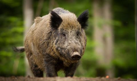 Удължава се срокът за групово ловуване на дива свиня до края на януари - 1