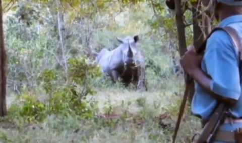 Не ядосвайте носорозите (видео) - 1