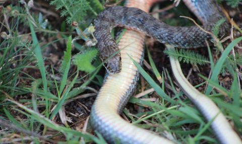 Община Варна търси професионален ловец на змии - 1