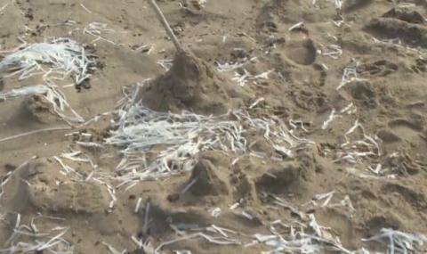 Бели лентички изхвърля морето по плажовете на Черноморието - 1