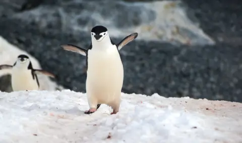 Пингвинче отложи с няколко часа полет в Нова Зеландия (СНИМКИ) - 1