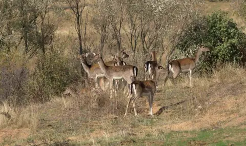 A large herd of fallow deer was filmed roaming around Sakar (VIDEO)  - 1