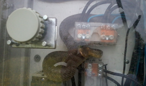 Електротехници спасиха змия - 1