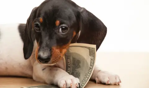 Куче изяде плик с 4000 долара (ВИДЕО) - 1