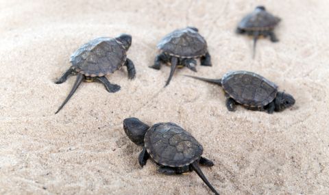 Стотици хиляди бебета костенурки се излюпиха по бреговете на Амазонка (ВИДЕО) - 1