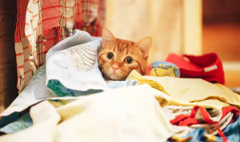 Котарак - крадец се прочу в Нова Зеландия, задигал купища бельо, чорапи и дрехи (СНИМКИ+ВИДЕО) - 1