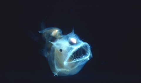 Учените поставиха нов рекорд за най-дълбоко заснетата с камера риба (ВИДЕО) - 1