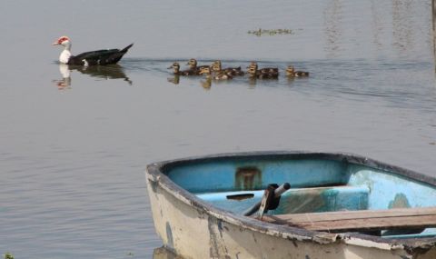 Заловиха бракониер, влязъл с лодка в езерото "Сребърна" - 1
