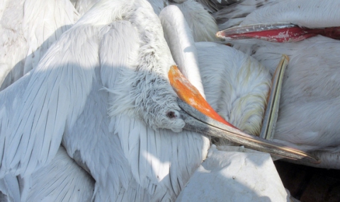 Птичи грип е уморил пеликаните в &quot;Сребърна&quot; - 1