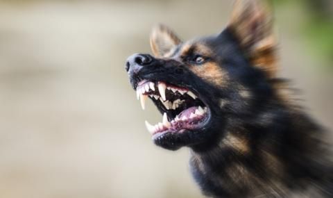 Бездомни кучета нападнаха началника на РУО в Благоевград - 1