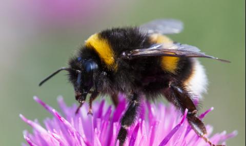 Земните пчели измират масово - 1
