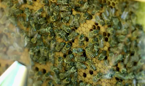 Проф. Милен Георгиев: Целта ни е да създадем хапче за дълголетие от български мед - 1