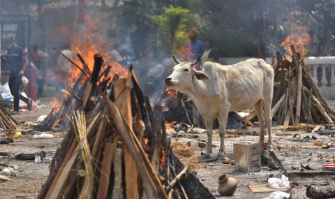Индия: "бранители на кравите" тероризират месари и търговци - 1