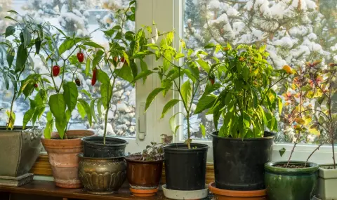 Кога и как да поливаме цветята вкъщи през зимата? - 1