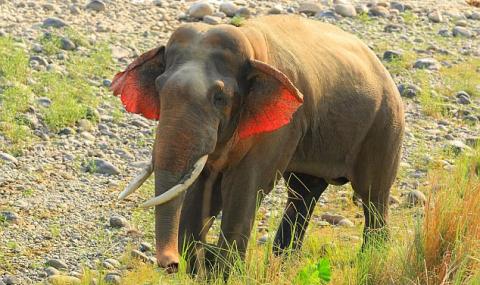 Слон с червени уши бе сниман в Индия (ВИДЕО) - 1