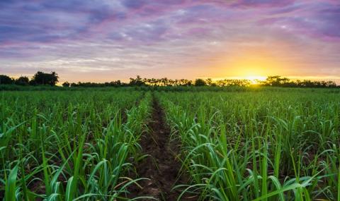 Бразилия ще прави захар от ГМО - 1