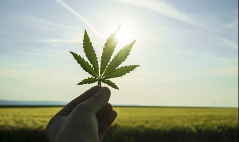 Германия се готви да узакони канабиса - 1