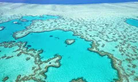 Големият бариерен риф понася най-мащабното избелване, регистрирано някога - 1