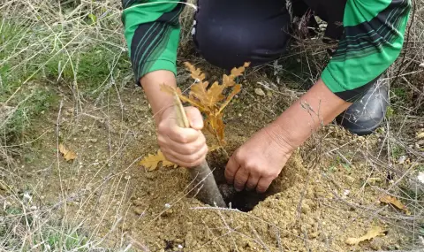 МЗХ започва прием по интервенцията за залесяване и възстановяване - 1