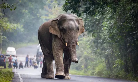 Опасно селфи: Слон стъпка и съблече турист в Индия (ВИДЕО) - 1