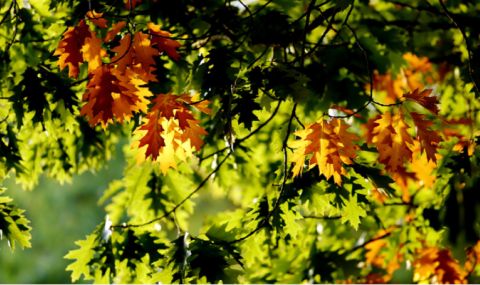 Времето днес, прогноза за сряда, 11 октомври: Слънчево, с по-значителна облачност до обяд на запад - 1