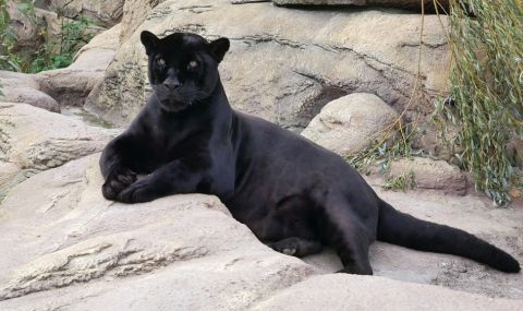 На преклонна възраст почина черната пантера Окичуко в Софийския зоопарк - 1