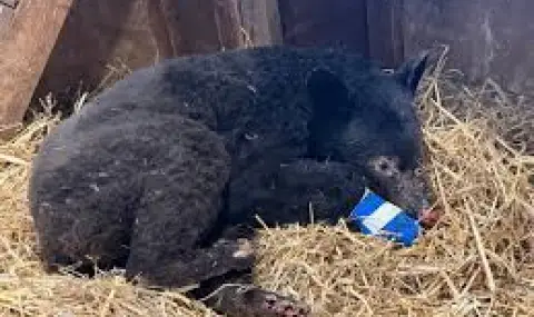 Пожар прекъсна зимния сън на малко мече, спасиха го с тежки изгаряния ВИДЕО - 1