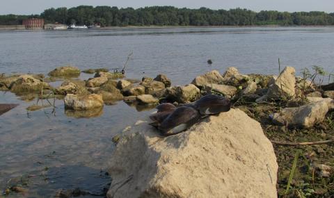 България отчита добро състояние на биоразнообразието си пред Брюксел - 1