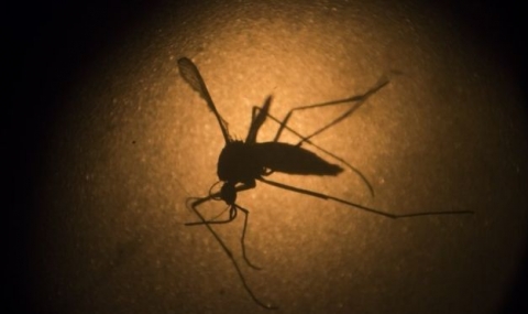 СЗО предупреди за бум на Зика заради провал в контрола на комарите - 1
