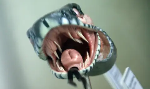 Лято е и ВМА пусна наръчник при змийски ухапвания - 1