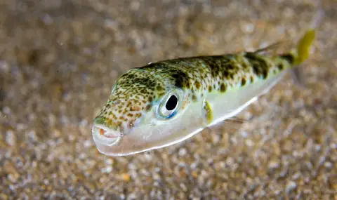 Хванаха смъртоносна риба в Черно море (СНИМКА) - 1