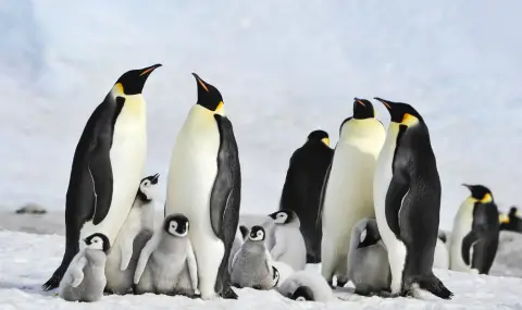 Тревожна статистика: Намалява популацията на императорските пингвини - 1