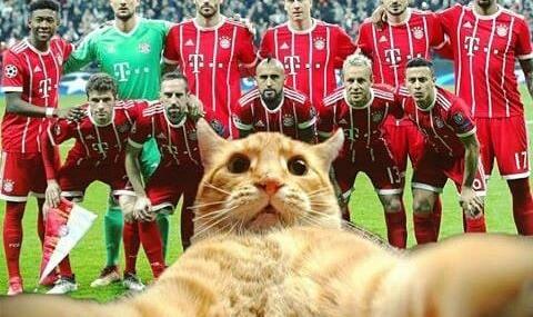 Глобиха футболен клуб с €34 000 заради котка - 1