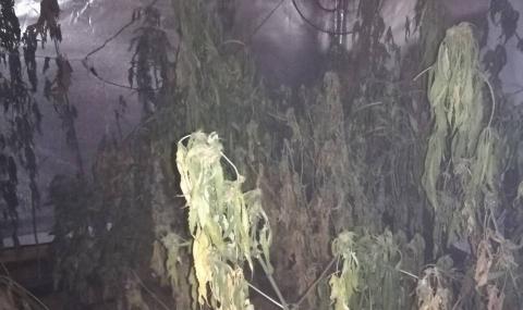 Разбиха оранжерия за марихуана в Радомирско - 1