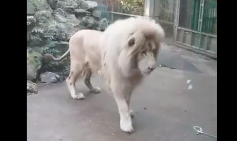Кой каза, че лъвовете не били страхливи!? (Видео) - 1