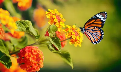 Учени доказаха, че растенията говорят с животните чрез звуци, които хората не могат да чуят - 1