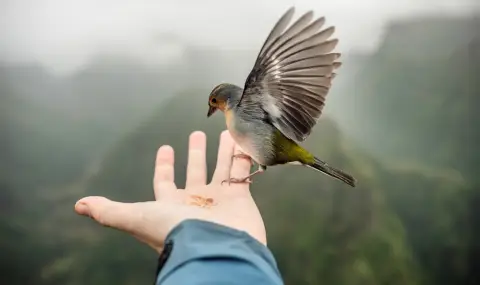 Дивите животни се смаляват, а домашните растат заради влиянието на човека - 1
