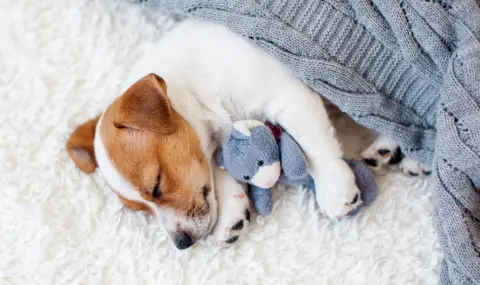 Защо кучетата изместват бебетата в страните с намаляващ прираст? - 1