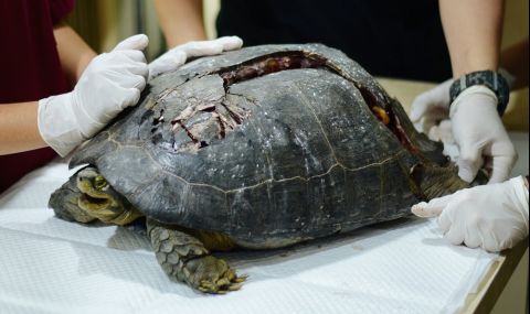 Бременна костенурка оцеля след нападение от акула, удар от лодка и 7-часова операция  - 1