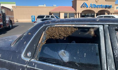 Десетки хиляди пчели превзеха кола за минути - 1