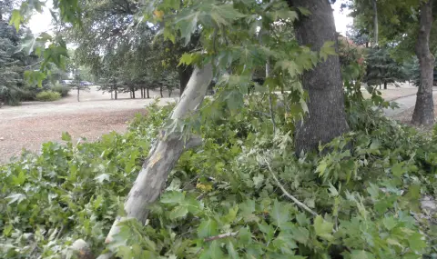 В Пловдив: Мъж почина, след като върху него падна голям клон на дърво  - 1