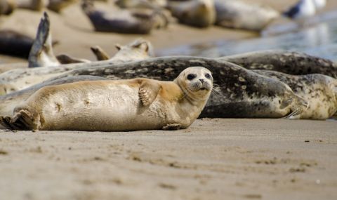 1700 мъртви тюлена са изхвърлени по руското крайбрежие на Каспийско море - 1