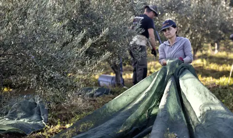 Скандал в Гърция: огромни измами с аграрни субсидии на ЕС - 1