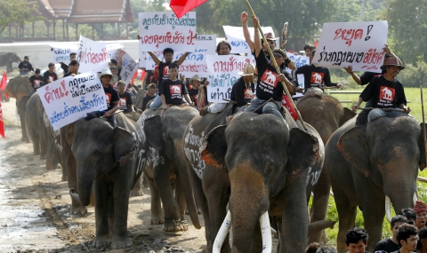 Слонове протестират в Тайланд - 1